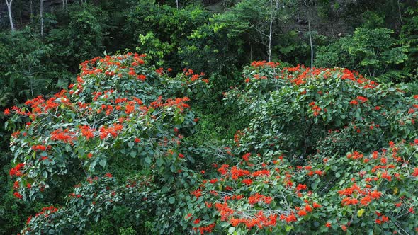 Circling around a tree crown of a tropical tree with bright red flowers