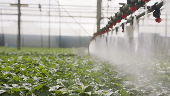 Slow motion of automatic irrigation of young plants in a large industrial nursury