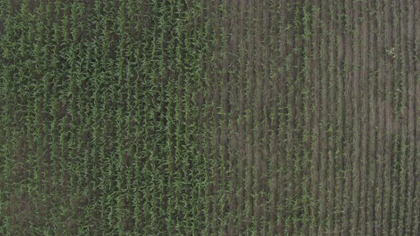 Africa Mali Corn Field Aerial View