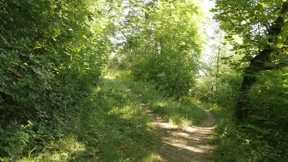 Establishing shoot in the forest  slow motion  footage