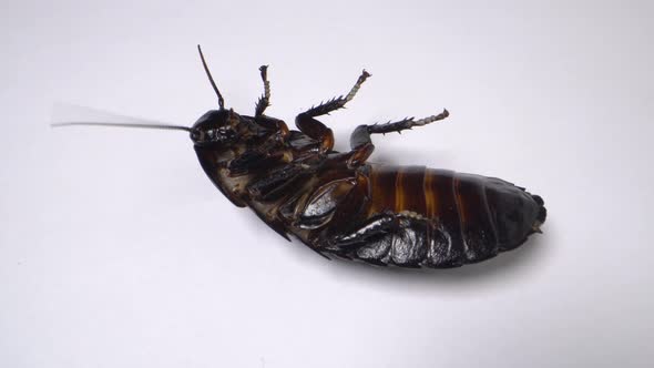 Madagascar Cockroach Dies on a White Background