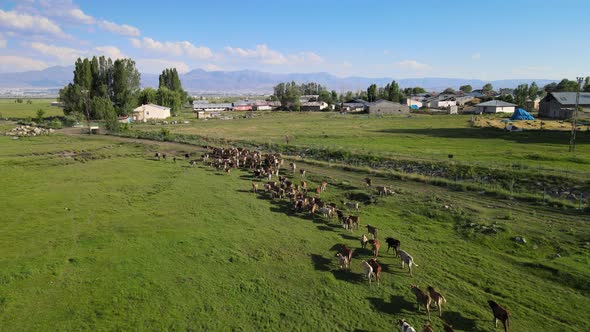 cows are returning home