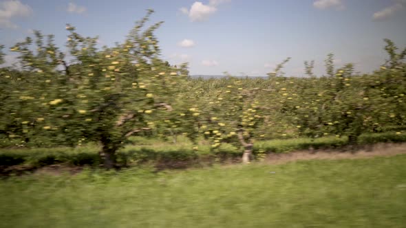 Moving past rows and rows of apple trees full of fruit in a rural orchard.