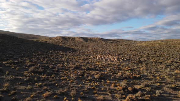 drone tracking of a group of wild llamas running down a mountain at sunset.