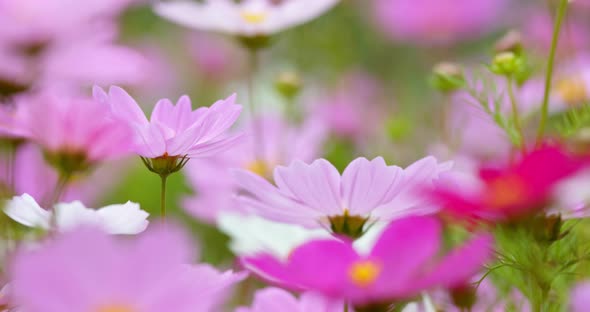 Pink cosmos flower field