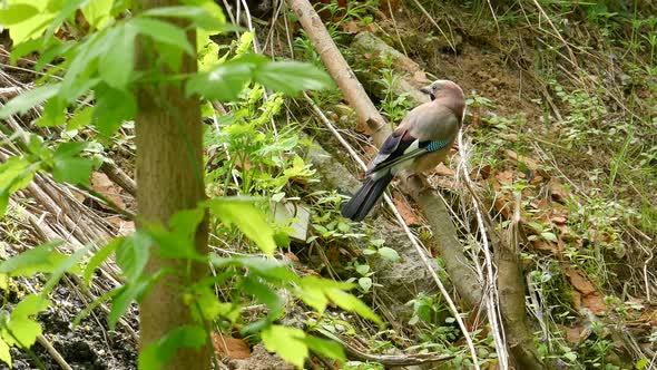 Jay Sits On A Branch In The Forest And Flies Away.