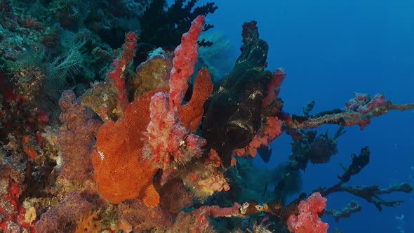 Two giant frog fishes in black and red color sitting on a coral reef in the Maldives.