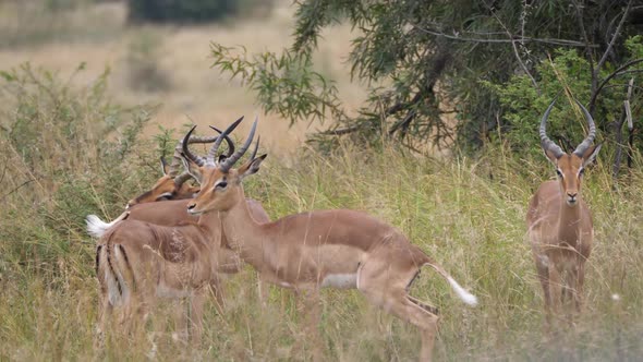 Group of impala in Pilanesberg Game Reserve