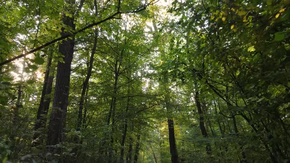 Autumn Forest Landscape with Trees By Day