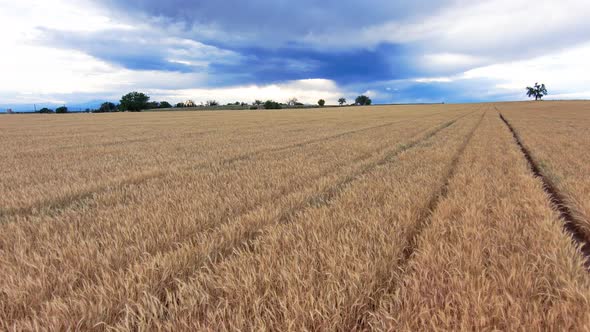 Wheat zooms past in diagonal rows under an epic stormy sky.