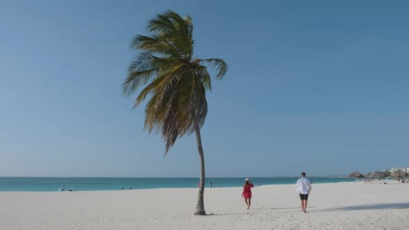 Palm Trees on the Shoreline of Eagle Beach in Aruba