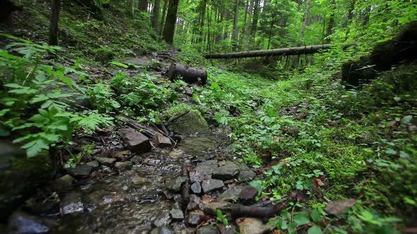 Small Creek Out in the Wood