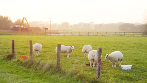 telescopic arm tractor farming equipment transport in background of organic lambs