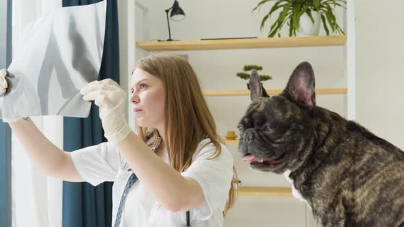 Woman Veterinar Examines the Dog Xray