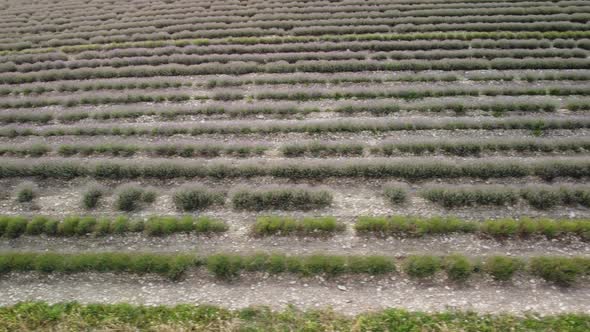 Aerial Drone View of a Tractor Harvesting Flowers in a Lavender Field