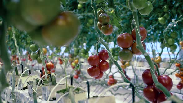 A Greenhouse with Tomato Plants,  Fresh Healthy Organic Vegetables