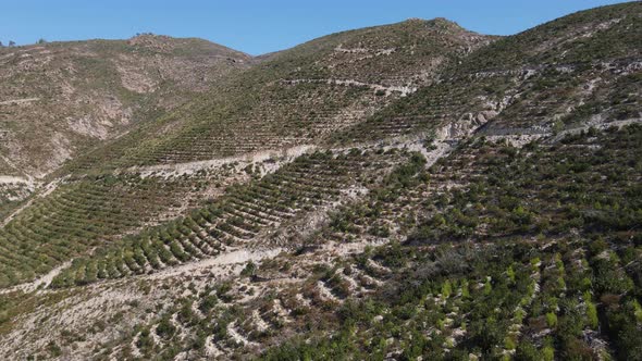 Reforestation Aerial View