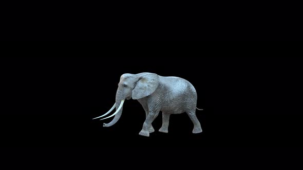 4K Elephant Fast Walk