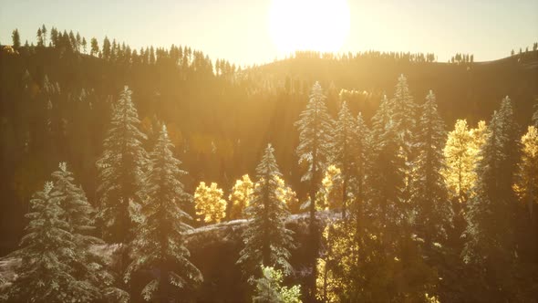 Rays of the Sun Make Their Way Through the Branches alt