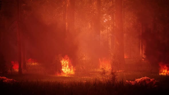 Forest Wildfires 4K 01