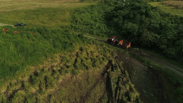 red old tractor at sunset near cows and green fields going down the road