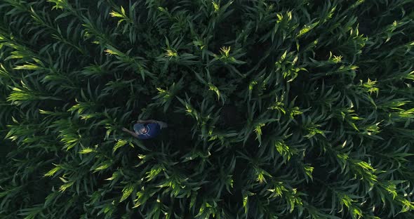 Man working in corn field. Crop field top view.