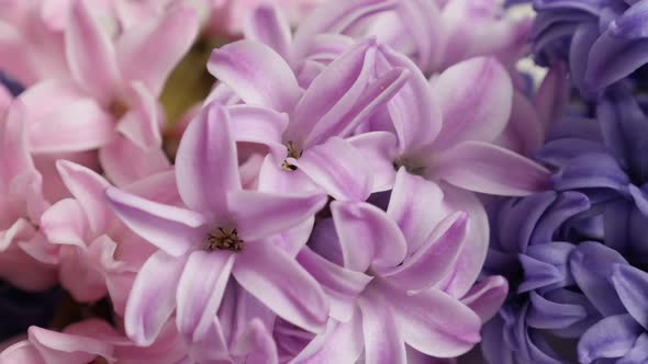 Spring bulbs of Hyacinthus orientalis 4K 2160p 30fps UltraHD footage - Slow pan on pink and purple f