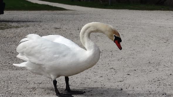 White handcrafter Swan eats a man's feed from a hand