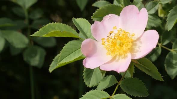 Beautiful flower Rosa rubiginosa wild rose  outdoor in the forest 4K 2160p 30fps UltraHD footage - S