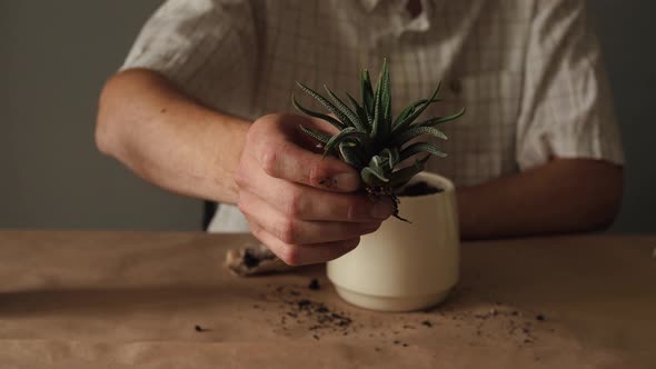 Gardeners Hand Transplanting Succulent in Pot on Table