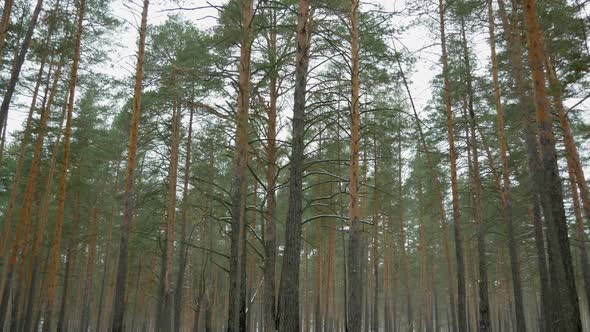 Driving Through A Pine Forest