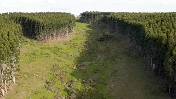 Flying over a stream surrounded by grassland and eucalyptus forest, aerial view, Uruguay