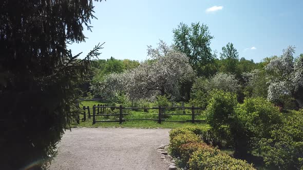 Blooming apple orchard 01