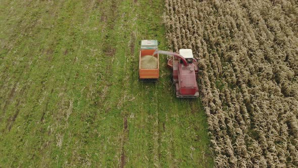 Self-propelled Harvester Removes Corn in the Back of a Dump Truck