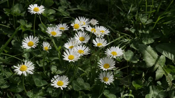 Beautiful Bellis perennis in tree shadow  4K 2160p 30fps UHD video - Blossoming white common daisy f