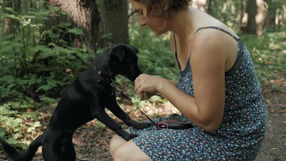 Puppy and Black Dog and Master Walk with a Leash, Professional Walker in Park or Forest, Dog Walking