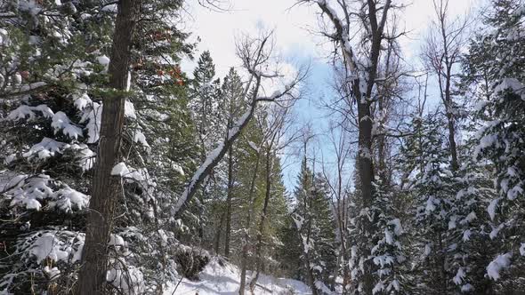 Flying backwards through forest during winter