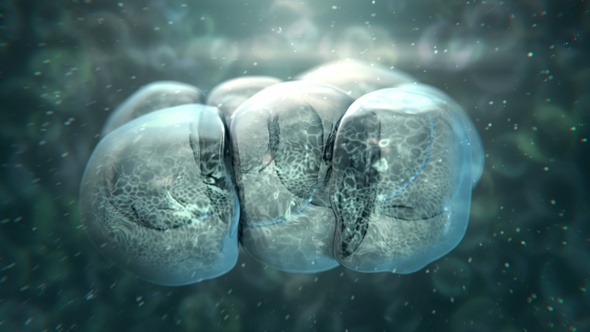 Cell Division Shot 01 alt