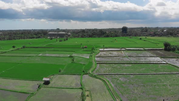 Rice Fileds Aerial View To Ubud, Bali Indonesia