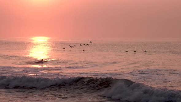 Surfer catching wave at sunset on Punta Mango beach el Salvador with pelicans flying low, Pan left s