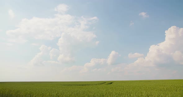 Wheat Field Against Clouds Timelaps