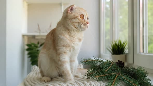 Red Ginger Tabby Scottish Fold Cat is Sitting on Soft Cozy Beige Scarf Next to the Window and