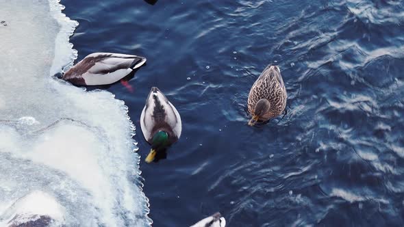 Ducks on lake in winter time