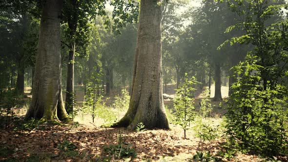 Thick Dark Forest with Moss and Sun Rays Shining Trough