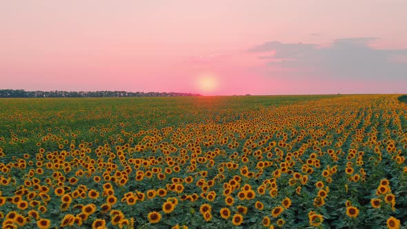 Field of Flowering Sunflower Flowers