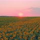 Field of Flowering Sunflower Flowers - VideoHive Item for Sale