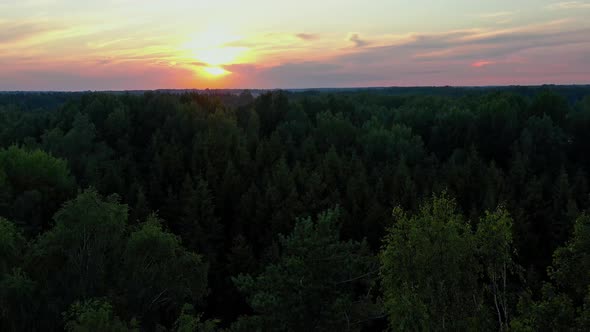 North European Forest at Sunset