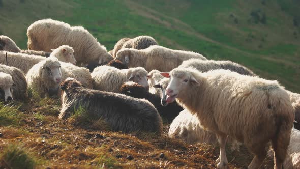 Farm Animals on Pasture on a Sunny Day