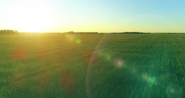 Low Altitude Flight Above Rural Summer Field with Endless Yellow Landscape at Summer Sunny Evening