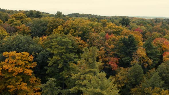 Drone flight over fall forest in Canada. Autumn leaves and trees. Orange, Red, Yellow and Green beau